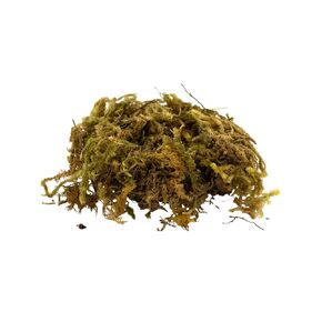 Small bag of moss for nativity scene | Beautiful Handcrafted Christmas Heirloom | Made In Italy | Village Nativity Accessory | Home Decoration for Christmas