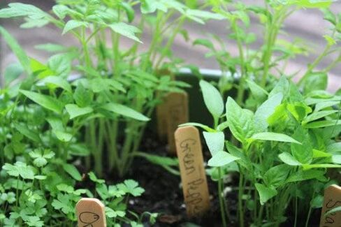 Backyard Safari Company Sunny-Side Up Gardens ، Little Pizza Garden in Kuwait