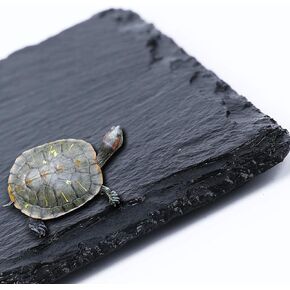 Square Slate Reptile Basking Platform Tortoise Rock Plate Turtle Bathing Area Feeding Food Dish Resting Terrace