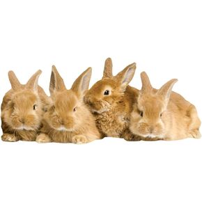 Paper House Productions 3.75" x 1.75" Die-Cut Sweet Bunnies Shaped Magnet for Refrigerators and Lockers