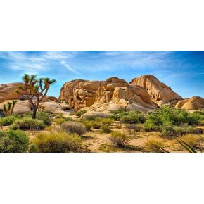 CSFOTO Polyester 48X18 Inches Joshua Tree National Park Backdrop Arid Barren Cactus Sandstone Rock Climate Mountain and Desert Scenery Backdrop Desert Terrarium Background