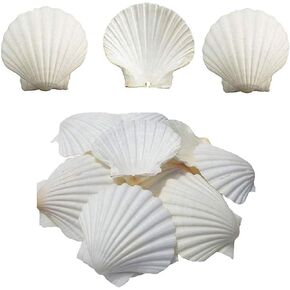 Scallop Shells White Natural Seashell 16 PCS for DIY Craft Mermaid Beach Wedding Home Decoration(3-3.5inch)