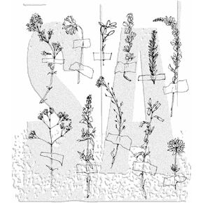 Tim Holtz Stampers مجموعة طوابع حديقة منسية مجهولة المصدر - CMS481-2024 ، الأحمر
