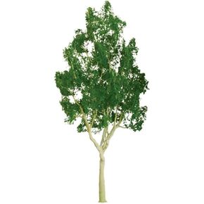Professional Series: Mountain Gum