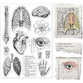 GLOBLELAND Human Body Silicone Clear Stamp Spine Brain Transparent Silicone Stamp Heart Lungs Rubber Stamp for Scrapbook Journal Card Making 4.3 x 6.3 Inch