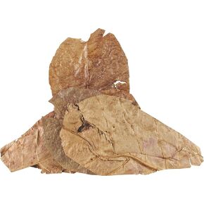 Fluker's Catappa Leaves for Hermit Crabs, 5 per pack