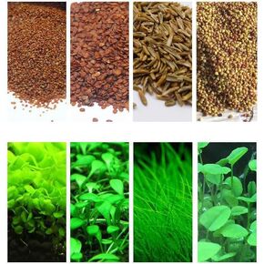 Mysteryhigh 4 Pack Aquarium Plant S.e.e.d Set, Aquarium Carpet,not Artificial Plastic Plant. for Fresh Water Fish Tank