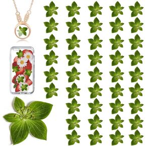 Green Dried Leaves for Resin Crafts, 42PCS Natural Real Pressed Leaves for Resin DIY Jewellery Ornament DIY Crafts Candle Making Phone Case Home Decor