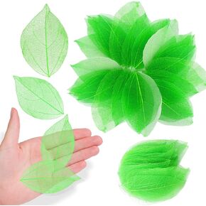 Natural Skeleton Leaves for Resin, 42PCS Green Real Dried Pressed Dry VajraSkeleton Leaf for Resin Mold Art DIY Craft Candle Making Phone Case Home Wedding Decor