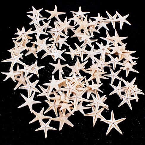 مجموعة صغيرة الحجم من Fairy Garden Beach Critter Starfish Marine Life لمشاريع الفنون والحرف اليدوية والديكورات ومفضلات الحفلات والدعوات (90 قطعة) in Saudi Arabia