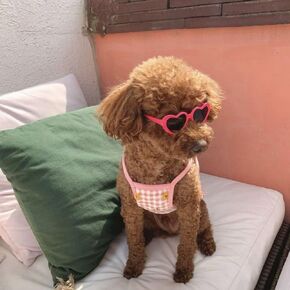 Red Heart Pet Sunglasses Cat Glasses Pets Party Decor Sun Flower Glasses for Small Dogs Cute Pet Dog Sunglasses Cat Accessories Photos Props