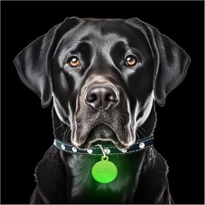 GLO-X Dog Collar Glow Tag - 2 x Glow in The Dark Dog Collar Glow Tags to Keep Your Dogs Safe at Night - 12+ Hours Glow Time - Charges in Daylight - No Batteries Required - Cool Dog Accessories Gift