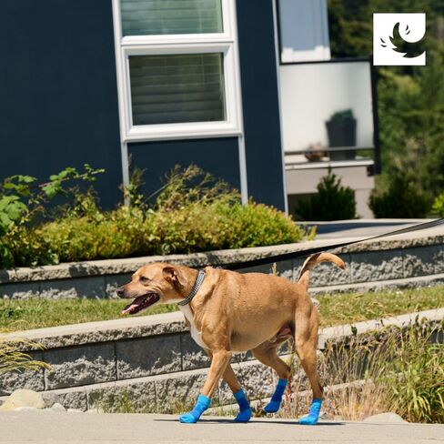 RC Pets Sporty Pawks Dog Socks ، Heather Red ، Medium in Kuwait