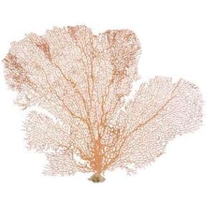 Sea Fan Coral | Orange Coral Sea Fan 7" to 10" | Natural Real Piece of Coral Sea Fan | Plus Free Nautical eBook by Joseph Rains