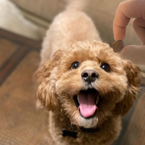 Bob’s Bites Dog Multivitamin Treats - الفيتامينات والمكملات الغذائية ، وصحة المفاصل والورك - البروبيوتيك وأوميغاس لدعم الجلد والقلب والأمعاء - 120 مكمل نكهة الدجاج الناعمة لكبار وجرو جرو in Saudi Arabia