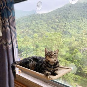 Cat Window Perch,Cat Hammock Window Seat Bed Space Saving Design 360° Sunbath Holds Up to 50lbs for Any Cat Size