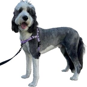 ShawnCo Dream Walk Pro Dog Harness- No-Pull, Comfortable, Adjustable, Easy to Use Pet Halter to Help Stop Pulling for Small, Medium and Large Dogs (Midnight, Large)
