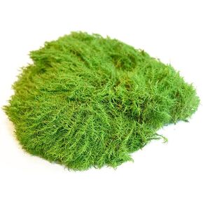 Preserved Woolen Moss,Real Moss, Decorative Greenery for Home and Garden Decor, Craft Projects