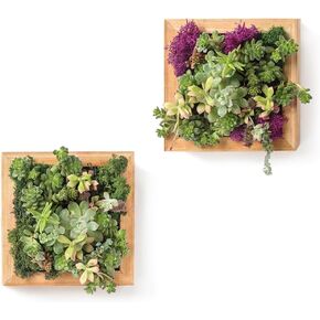 SuperMoss (22312) Sphagnum Moss Living Frame, Natural, 6"" x 6"" Frame