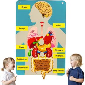 Human Body Model for Kids-Human Body Parts Learning Felt Board Set for Toddlers-Felt Wall Activities-Educational Storytelling Toy for Daycare Home Preschool School