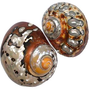 2pcs Hermit Crab Turbo Shells, M/L Size Opening 1.1-1.9" Natural Sea Conch, Turbo Seashells for Hermit Crab Supplies and Beach Decoration, African Sarmaticus Turbo Shell, Length 2.5-3"
