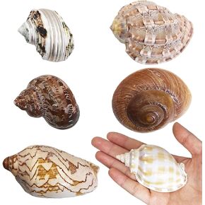 كاثسون 6pcs قذائف السلطعون كابسيت متوسطة إلى كبيرة ، بحجم محارة البحر الطبيعية 2 " - 3.5" ، حجم الافتتاح 1 " - 3"