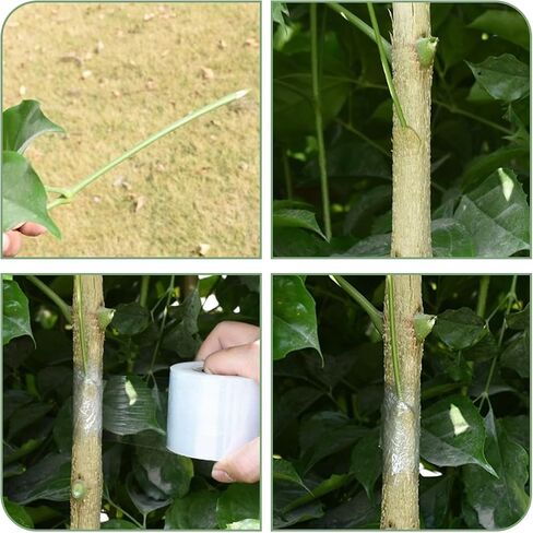 4 Pcs Parafilm Tape, 40mm/1.6" Width Clear Floristry Film Stretchable Self-Adhesive Membrane, Parafilm Roll Grafting Plant Tape Nursery Sealing Tape for Petri Dish Garden Hand Tools in Kuwait
