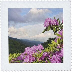 3dRose qs_93170_1 Catawba Rhododendron Flower, Great Smoky Mountains, NC-US34 AJE0046-Adam Jones-Quilt Square, 10 by 10-Inch