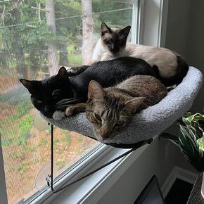 Cat Window Perch - 100% Soft Cat Window Hammock for Indoor Cats, Solid Seat & Strong Suction Cups, Cat Bed Window, 4 Large Suction Cups, Comfortable Cat Window Bed for Large Cats and Kittens 24"x13"