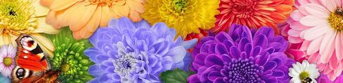 Ceaco - Flower Spectrum - 300 Oversized Piece Jigsaw Puzzle in Saudi Arabia
