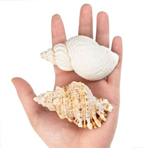 2PCS Boutique Hermit Crab Shells Small to Medium, 3"-3.6" Natural Hermit Crab Shells Opening Size 1" - 1.5", for Hermit Crab Turbo Growth Shells Hermit Crab Supplies