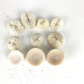 10 PC Natural White Mushroom Coral Aquarium Fish Tank Decor Sea Mushroom Coral 1" Inch