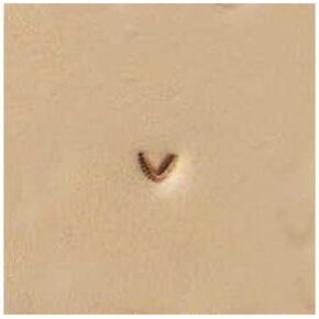 Tandy Leather U858 Craftool� Mulefoot Stamp 6858-00