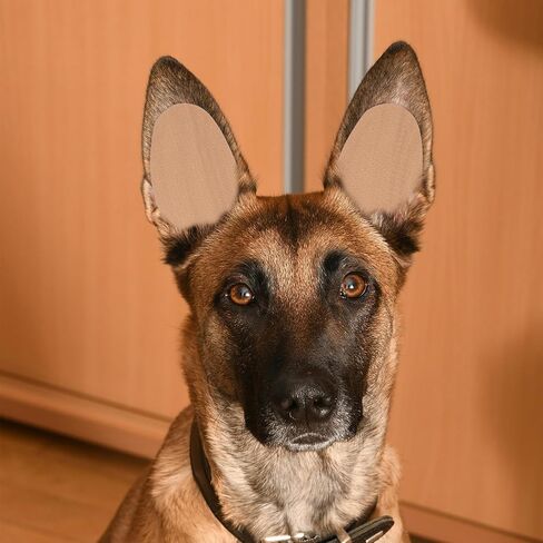 VANZACK DOG EAR STAND STANCER TOUR TOUND DOG DOG CORCENTION SELTICAL COLD DOG DOG COOV in Kuwait