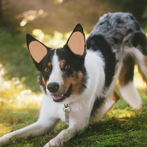 VANZACK DOG EAR STAND STANCER TOUR TOUND DOG DOG CORCENTION SELTICAL COLD DOG DOG COOV in Kuwait