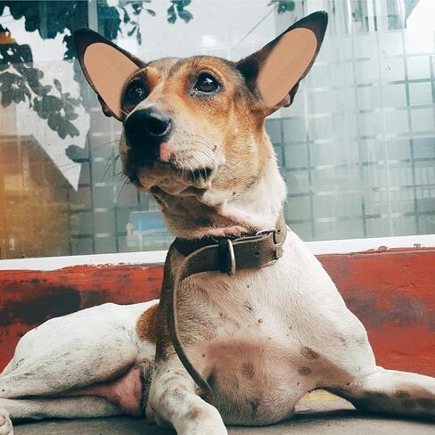 VANZACK DOG EAR STAND STANCER TOUR TOUND DOG DOG CORCENTION SELTICAL COLD DOG DOG COOV in Kuwait