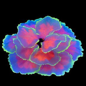 Fish Tank Decorations Glowing Flower Aquarium Decorations Aquatic Plants Betta Fish Tank Decor Artificial Silicone Ornament with Glowing Effect for Fish Tank Landscape Decoration (Pink)