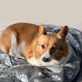 Glow Waterproof Dog Blanket, Pattern Printing Super Soft Warm Fluffy Facecloth Sofa Car Bed Protector, Urine Proof Washable Outdoor Pet Blanket for Puppy Large Dogs & Cats(paw40*30)