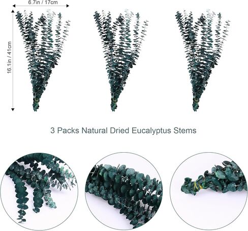 FANCYEASY 30 قطعة من الأوكالبتوس المجفف للاستحمام، حزم نباتات معلقة من الأوكالبتوس الحقيقية، فروع الأوكالبتوس الجافة المعطرة للحمام، غرفة المزرعة، ديكور الحائط، مزهرية ترتيب الزهور بنفسك in Kuwait