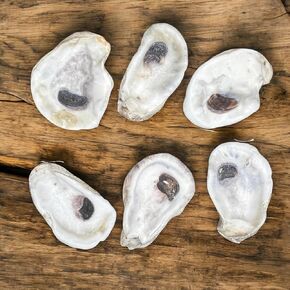 Oyster Shells for Crafts, (6pcs) 3" - 4" Oyster Shells Bulk for DIY Crafting Decoupage, Christmas Ornaments, Wreaths, Weddings, Beach Décor Arts and Crafts, Farmed in USA