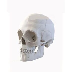 DAN MODELS 16003 - 1/16 Human Skulls. 4 Things, Scale Plastic Model kit