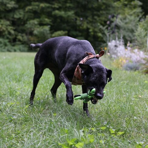 Jolly Pets Tik-Tak-Tugzz Barge/XL X Rope Dog Toy in Kuwait