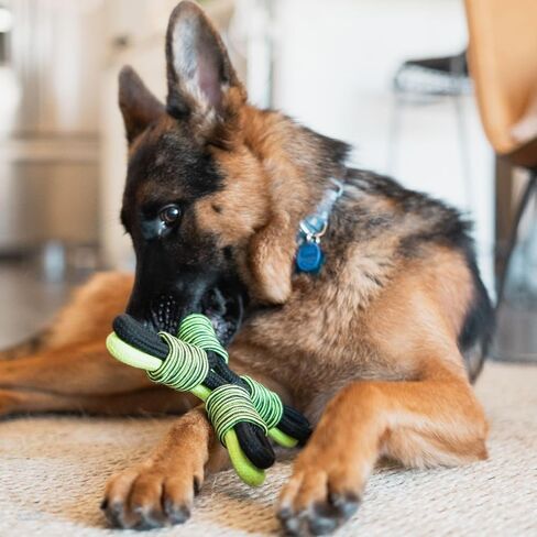 Jolly Pets Tik-Tak-Tugzz Barge/XL X Rope Dog Toy in Kuwait