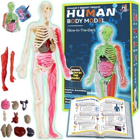 YOFUN Human Body Skeleton Model Kits for Kids,Interactive Anatomy Science Kit – Removable Muscles, Organs,Bones,STEM Educational Toys for Boys and Girls Aged 6+