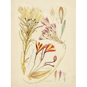 العلامة التجارية للفنون الجميلة "Sketch Botanical Sketch V 'Canvas By Vision Studio in Kuwait