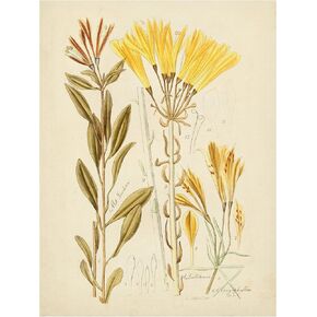 Trademark Fine Art 'Antique Botanical Sketch IV' Canvas Art by Vision Studio