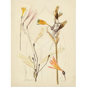 Trademark Fine Art 'Antique Botanical Sketch VI' Canvas Art by Vision Studio