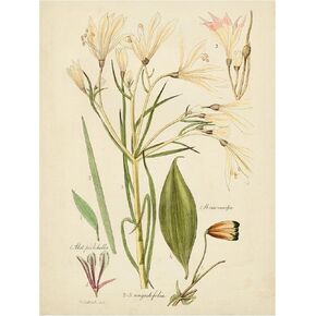 العلامة التجارية الفنية الجميلة "رسم نباتي عتيقة أنا" القماش الفن من قبل الرؤية استوديو in Kuwait