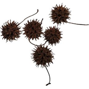 Sweet Gum Tree Seed Pods – All Natural Bioactive Ball Accessories for Isopods, Reptiles, Amphibians, and Shrimp (Pack of 5) 2 OZ
