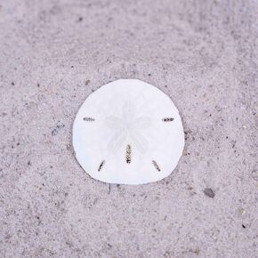Shell King White Sand Dollars 2.25"-2.5" - 12pcs - Real Florida Sand Dollars - Wedding Seashell Craft - Hand Picked and Professionally Packed